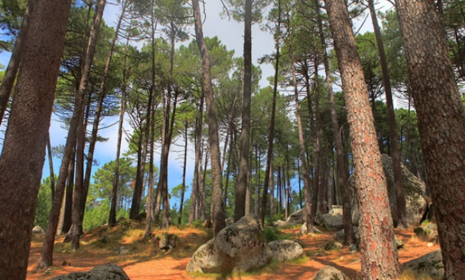 Un projet de réserve biologique pour le Nord Grande-Terre