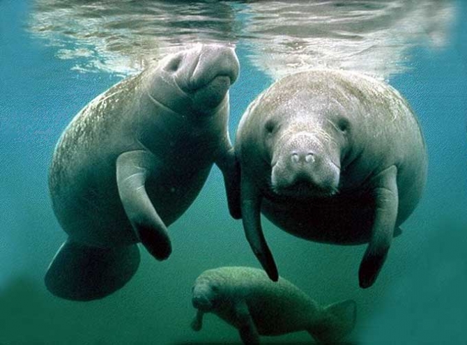 Réintroduction des lamantins : le projet retardé