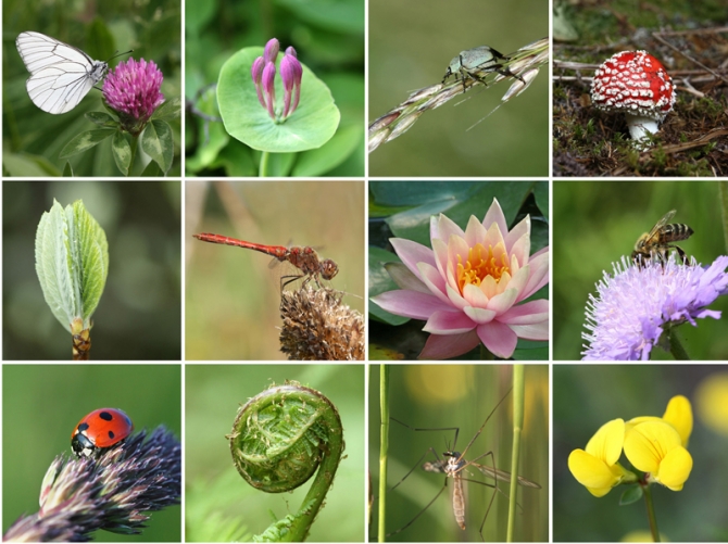 Une agence française pour la biodiversité