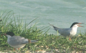 L&#039;accès à l’îlet Blanc interdit