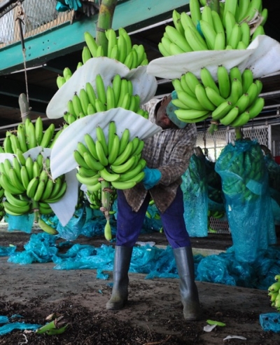 Banane : le préfet a trouvé une profession bien organisée