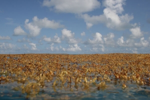 Sargasses : les services de l’Etat mobilisés