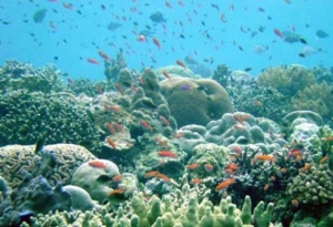 Premier inventaire des invertébrés marins en Guadeloupe