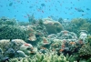 Premier inventaire des invertébrés marins en Guadeloupe
