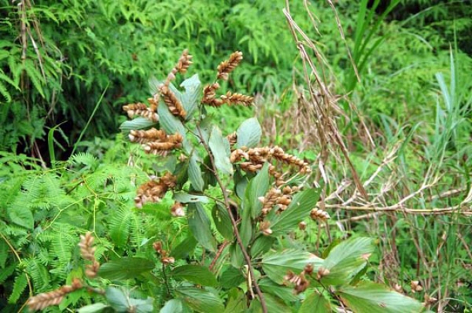 Opération d&#039;élimination d&#039;une plante envahissante