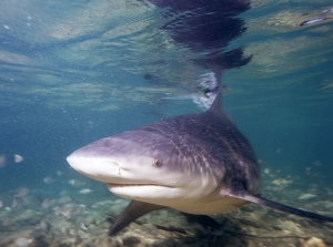 Le requin bouledogue est la cause principale des attaques à La Réunion