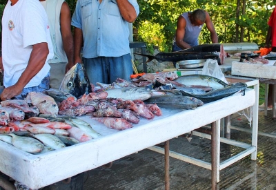La transformation du poisson : une réalité en sud Basse-Terre