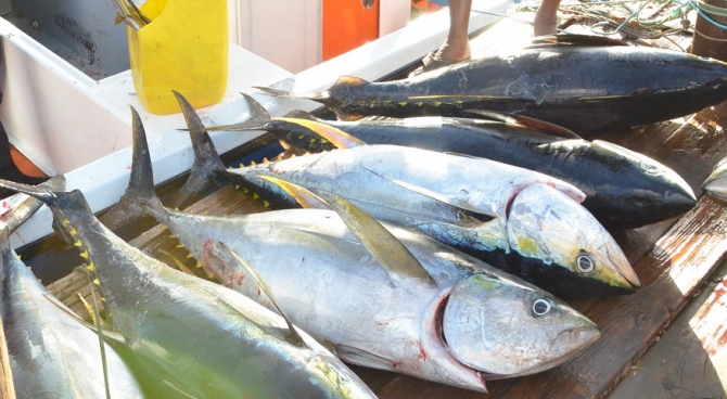 Produits de la Mer - des manquements à la commercialisation