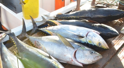 Produits de la Mer - des manquements à la commercialisation