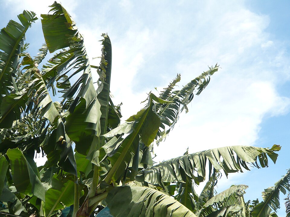 Bananeraie en Martinique